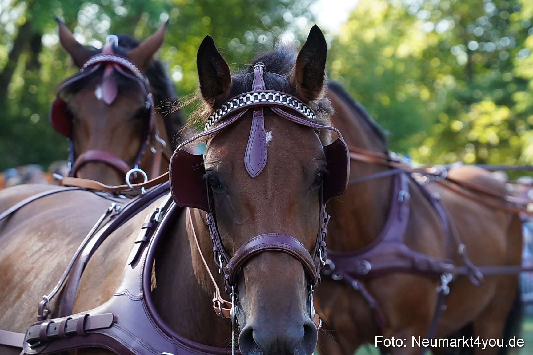 Pferde und Fohlenschau 2022 0071 